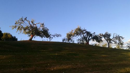Trees on field against clear sky