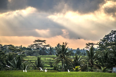 Trees on field against sky during sunset