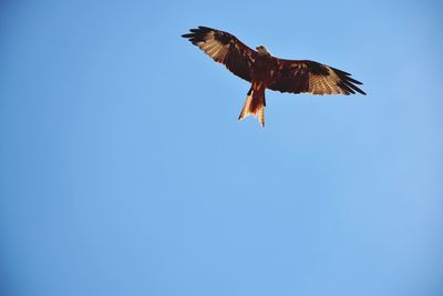 Low angle view of falcon flying against clear blue sky