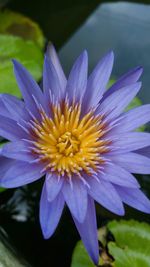 Close-up of purple flower