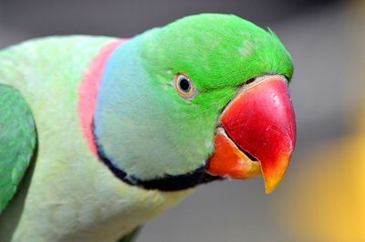 Close-up of parrot