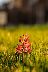 Close-up of flowering plant on field