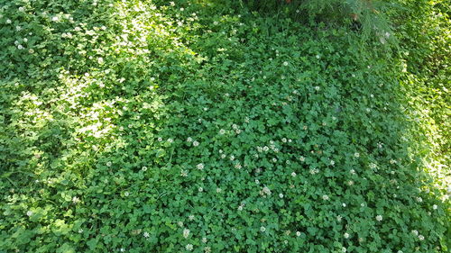 Full frame shot of plants