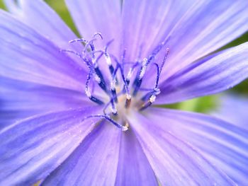 Close-up of purple flowering plant