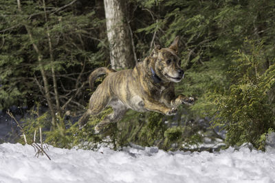 Dog running on tree