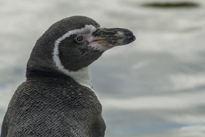 Close-up of a bird against blurred background