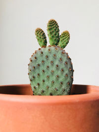 Close-up of succulent plant on table