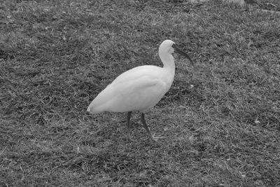 High angle view of bird on field