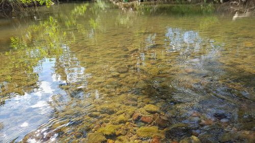 Reflection of trees in water