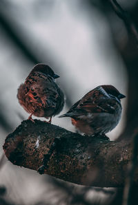 Close-up of birds perching on wood