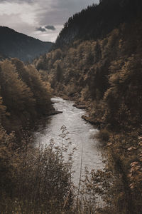 Scenic view of river amidst trees against sky