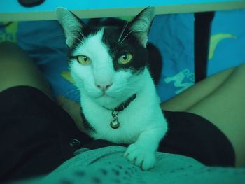 Portrait of cat sitting on man