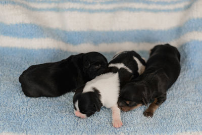 High angle view of two dogs