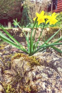 growth