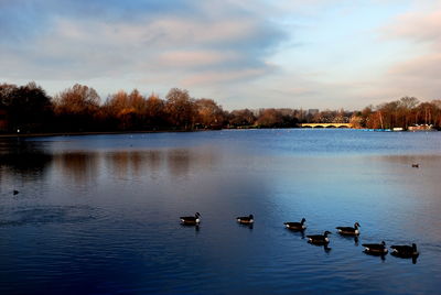 Birds on calm lake