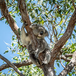 Low angle view of koala sitting on tree in magnetic island