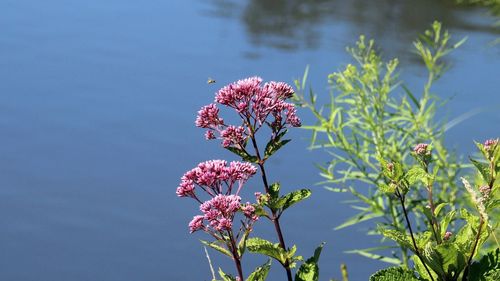 Close-up of pink flowering plant against lake