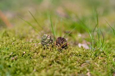 Close-up of grass on field