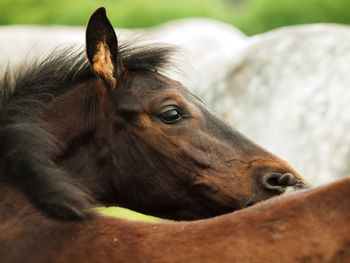 Close-up of horse