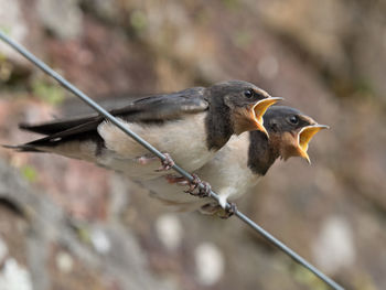 Close-up of bird perching outdoors