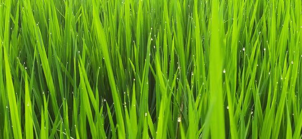 Full frame shot of wet grass on field