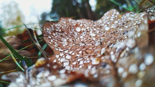 Close-up of wet mushroom growing on land