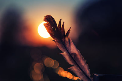 Close-up of feather against orange sky in sunset