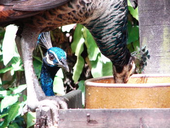 Close-up of peacock