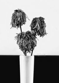 Close-up of wilted plant against white background