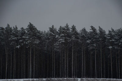 Pine trees in forest against clear sky