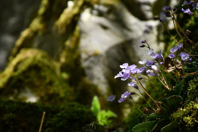 Close-up of purple flowering plant on field