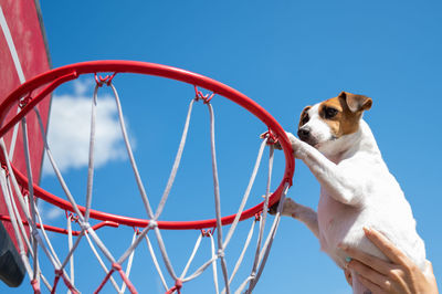 Low angle view of dog against blue sky