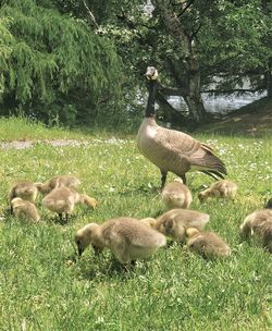 View of ducks on grass