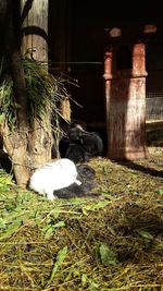 Plants growing on field