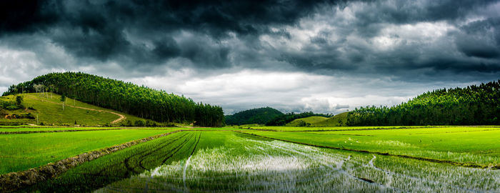 Scenic view of agricultural field against cloudy sky