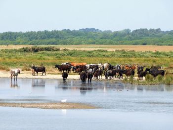 Horses in a lake