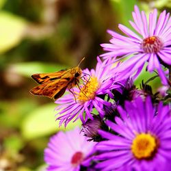 Close-up of butterfly pollinating on purple flower