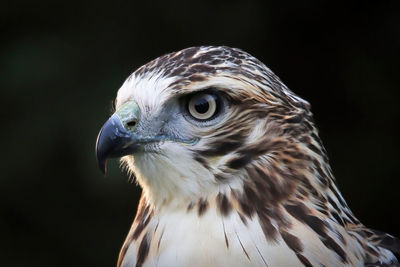 Macro view of a adult red tail hawk head