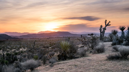Scenic view of landscape against sky during sunset