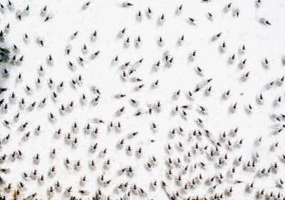 High angle view of birds flying