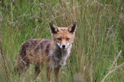 Portrait of fox in a field