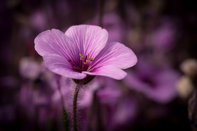 Close-up of pink flower blooming outdoors