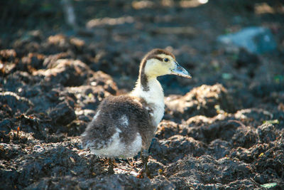 Side view of gosling on land