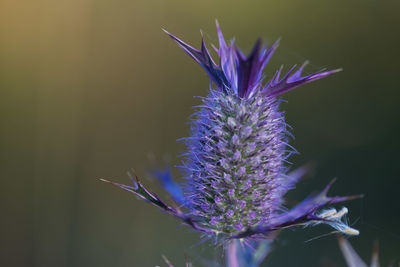 Close-up of purple flowering plant