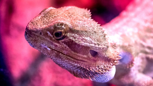 Close-up of a lizard