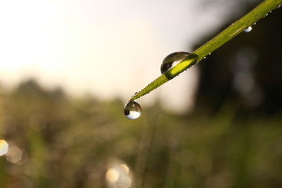 Close-up of wet plant