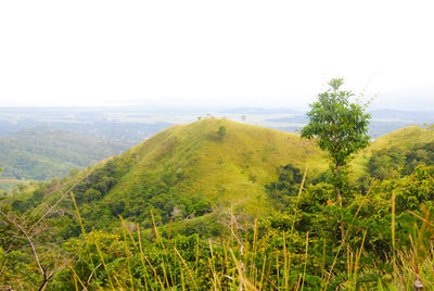 Scenic view of forest against sky