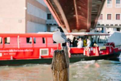 Seagull in venice, italy.