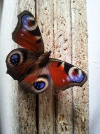 Close-up of butterfly on wood