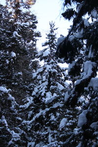 Low angle view of trees against sky during winter